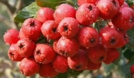 手工山楂制作视频爆料,传统技艺与现代视觉盛宴